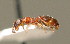  ( - BC ZSM HYM 00628)  @11 [ ] CreativeCommons - Attribution Non-Commercial Share-Alike (2010) Unspecified SNSB, Zoologische Staatssammlung Muenchen
