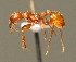  ( - BC ZSM HYM 00647)  @11 [ ] CreativeCommons - Attribution Non-Commercial Share-Alike (2010) Unspecified SNSB, Zoologische Staatssammlung Muenchen
