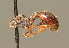  ( - BC ZSM HYM 00658)  @11 [ ] CreativeCommons - Attribution Non-Commercial Share-Alike (2010) Unspecified SNSB, Zoologische Staatssammlung Muenchen