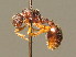  (Myrmica lobicornis - BC ZSM HYM 00659)  @13 [ ] CreativeCommons - Attribution Non-Commercial Share-Alike (2010) Unspecified SNSB, Zoologische Staatssammlung Muenchen