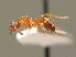  ( - BC ZSM HYM 00660)  @11 [ ] CreativeCommons - Attribution Non-Commercial Share-Alike (2010) Unspecified SNSB, Zoologische Staatssammlung Muenchen