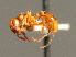  ( - BC ZSM HYM 00765)  @13 [ ] CreativeCommons - Attribution Non-Commercial Share-Alike (2010) Unspecified SNSB, Zoologische Staatssammlung Muenchen