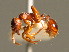  ( - BC ZSM HYM 00772)  @13 [ ] CreativeCommons - Attribution Non-Commercial Share-Alike (2010) Unspecified SNSB, Zoologische Staatssammlung Muenchen