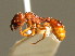  ( - BC ZSM HYM 00778)  @13 [ ] CreativeCommons - Attribution Non-Commercial Share-Alike (2010) Unspecified SNSB, Zoologische Staatssammlung Muenchen