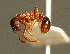  ( - BC ZSM HYM 00788)  @12 [ ] CreativeCommons - Attribution Non-Commercial Share-Alike (2010) Unspecified SNSB, Zoologische Staatssammlung Muenchen