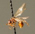  (Stenamma debile - BC ZSM HYM 00813)  @14 [ ] CreativeCommons - Attribution Non-Commercial Share-Alike (2010) Unspecified SNSB, Zoologische Staatssammlung Muenchen