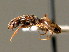  ( - BC ZSM HYM 00819)  @12 [ ] CreativeCommons - Attribution Non-Commercial Share-Alike (2010) Unspecified SNSB, Zoologische Staatssammlung Muenchen