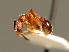  ( - BC ZSM HYM 00824)  @11 [ ] CreativeCommons - Attribution Non-Commercial Share-Alike (2010) Unspecified SNSB, Zoologische Staatssammlung Muenchen