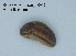  ( - BC ZSM Mollusca_ 00057)  @12 [ ] CreativeCommons - Attribution Non-Commercial Share-Alike (2010) Unspecified SNSB, Zoologische Staatssammlung Muenchen
