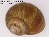  ( - BC ZSM Mollusca_ 00078)  @13 [ ] CreativeCommons - Attribution Non-Commercial Share-Alike (2010) Unspecified SNSB, Zoologische Staatssammlung Muenchen