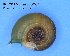  ( - BC ZSM Mollusca_ 00087)  @12 [ ] CreativeCommons - Attribution Non-Commercial Share-Alike (2010) Unspecified SNSB, Zoologische Staatssammlung Muenchen