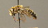  ( - BC ZSM HYM 00383)  @14 [ ] CreativeCommons - Attribution Non-Commercial Share-Alike (2010) Unspecified SNSB, Zoologische Staatssammlung Muenchen