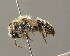  ( - BC ZSM HYM 00388)  @13 [ ] CreativeCommons - Attribution Non-Commercial Share-Alike (2010) Unspecified SNSB, Zoologische Staatssammlung Muenchen