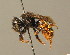  (Osmia bicolor - BC ZSM HYM 00391)  @14 [ ] CreativeCommons - Attribution Non-Commercial Share-Alike (2010) Unspecified SNSB, Zoologische Staatssammlung Muenchen