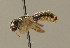  ( - BC ZSM HYM 00403)  @13 [ ] CreativeCommons - Attribution Non-Commercial Share-Alike (2010) Unspecified SNSB, Zoologische Staatssammlung Muenchen