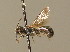  ( - BC ZSM HYM 00405)  @13 [ ] CreativeCommons - Attribution Non-Commercial Share-Alike (2010) Unspecified SNSB, Zoologische Staatssammlung Muenchen