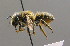  (Hoplitis tridentata - BC ZSM HYM 00427)  @14 [ ] CreativeCommons - Attribution Non-Commercial Share-Alike (2010) Unspecified SNSB, Zoologische Staatssammlung Muenchen
