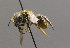  ( - BC ZSM HYM 00428)  @13 [ ] CreativeCommons - Attribution Non-Commercial Share-Alike (2010) Unspecified SNSB, Zoologische Staatssammlung Muenchen