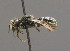  ( - BC ZSM HYM 00432)  @13 [ ] CreativeCommons - Attribution Non-Commercial Share-Alike (2010) Unspecified SNSB, Zoologische Staatssammlung Muenchen