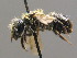  ( - BC ZSM HYM 00434)  @14 [ ] CreativeCommons - Attribution Non-Commercial Share-Alike (2010) Unspecified SNSB, Zoologische Staatssammlung Muenchen