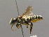  ( - BC ZSM HYM 00439)  @13 [ ] CreativeCommons - Attribution Non-Commercial Share-Alike (2010) Unspecified SNSB, Zoologische Staatssammlung Muenchen
