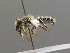  ( - BC ZSM HYM 00440)  @13 [ ] CreativeCommons - Attribution Non-Commercial Share-Alike (2010) Unspecified SNSB, Zoologische Staatssammlung Muenchen