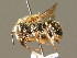  ( - BC ZSM HYM 00470)  @14 [ ] CreativeCommons - Attribution Non-Commercial Share-Alike (2010) Unspecified SNSB, Zoologische Staatssammlung Muenchen