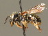  ( - BC ZSM HYM 00471)  @13 [ ] CreativeCommons - Attribution Non-Commercial Share-Alike (2010) Unspecified SNSB, Zoologische Staatssammlung Muenchen