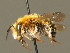  ( - BC ZSM HYM 00472)  @14 [ ] CreativeCommons - Attribution Non-Commercial Share-Alike (2010) Unspecified SNSB, Zoologische Staatssammlung Muenchen