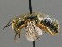  ( - BC ZSM HYM 00476)  @13 [ ] CreativeCommons - Attribution Non-Commercial Share-Alike (2010) Unspecified SNSB, Zoologische Staatssammlung Muenchen