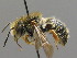  ( - BC ZSM HYM 00478)  @13 [ ] CreativeCommons - Attribution Non-Commercial Share-Alike (2010) Unspecified SNSB, Zoologische Staatssammlung Muenchen