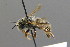  ( - BC ZSM HYM 00479)  @13 [ ] CreativeCommons - Attribution Non-Commercial Share-Alike (2010) Unspecified SNSB, Zoologische Staatssammlung Muenchen