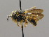  (Anthidiellum strigatum - BC ZSM HYM 00481)  @14 [ ] CreativeCommons - Attribution Non-Commercial Share-Alike (2010) Unspecified SNSB, Zoologische Staatssammlung Muenchen