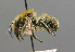  ( - BC ZSM HYM 00486)  @11 [ ] CreativeCommons - Attribution Non-Commercial Share-Alike (2010) Unspecified SNSB, Zoologische Staatssammlung Muenchen