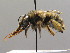  (Anthophora plumipes - BC ZSM HYM 00489)  @15 [ ] CreativeCommons - Attribution Non-Commercial Share-Alike (2010) Unspecified SNSB, Zoologische Staatssammlung Muenchen