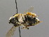  ( - BC ZSM HYM 00493)  @14 [ ] CreativeCommons - Attribution Non-Commercial Share-Alike (2010) Unspecified SNSB, Zoologische Staatssammlung Muenchen