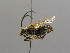  ( - BC ZSM HYM 00494)  @13 [ ] CreativeCommons - Attribution Non-Commercial Share-Alike (2010) Unspecified SNSB, Zoologische Staatssammlung Muenchen