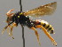  ( - BC ZSM HYM 00522)  @13 [ ] CreativeCommons - Attribution Non-Commercial Share-Alike (2010) Unspecified SNSB, Zoologische Staatssammlung Muenchen