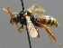  ( - BC ZSM HYM 00524)  @14 [ ] CreativeCommons - Attribution Non-Commercial Share-Alike (2010) Unspecified SNSB, Zoologische Staatssammlung Muenchen