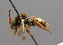  ( - BC ZSM HYM 00532)  @14 [ ] CreativeCommons - Attribution Non-Commercial Share-Alike (2010) Unspecified SNSB, Zoologische Staatssammlung Muenchen