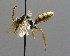  ( - BC ZSM HYM 00533)  @14 [ ] CreativeCommons - Attribution Non-Commercial Share-Alike (2010) Unspecified SNSB, Zoologische Staatssammlung Muenchen