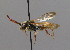  ( - BC ZSM HYM 00541)  @11 [ ] CreativeCommons - Attribution Non-Commercial Share-Alike (2010) Unspecified SNSB, Zoologische Staatssammlung Muenchen