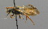  ( - BC ZSM HYM 00545)  @14 [ ] CreativeCommons - Attribution Non-Commercial Share-Alike (2010) Unspecified SNSB, Zoologische Staatssammlung Muenchen