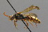  ( - BC ZSM HYM 00550)  @14 [ ] CreativeCommons - Attribution Non-Commercial Share-Alike (2010) Unspecified SNSB, Zoologische Staatssammlung Muenchen