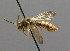  ( - BC ZSM HYM 00551)  @13 [ ] CreativeCommons - Attribution Non-Commercial Share-Alike (2010) Unspecified SNSB, Zoologische Staatssammlung Muenchen