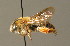  ( - BC ZSM HYM 00670)  @11 [ ] CreativeCommons - Attribution Non-Commercial Share-Alike (2010) Unspecified SNSB, Zoologische Staatssammlung Muenchen