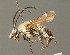  ( - BC ZSM HYM 00671)  @11 [ ] CreativeCommons - Attribution Non-Commercial Share-Alike (2010) Unspecified SNSB, Zoologische Staatssammlung Muenchen