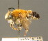  ( - BC ZSM HYM 00672)  @11 [ ] CreativeCommons - Attribution Non-Commercial Share-Alike (2010) Unspecified SNSB, Zoologische Staatssammlung Muenchen