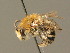  ( - BC ZSM HYM 00688)  @11 [ ] CreativeCommons - Attribution Non-Commercial Share-Alike (2010) Unspecified SNSB, Zoologische Staatssammlung Muenchen