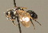  ( - BC ZSM HYM 00701)  @12 [ ] CreativeCommons - Attribution Non-Commercial Share-Alike (2010) Unspecified SNSB, Zoologische Staatssammlung Muenchen